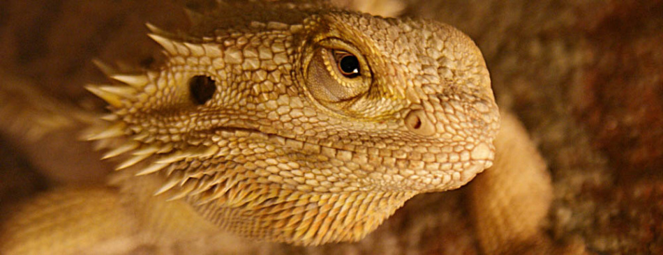 Agama australská (vousatá)